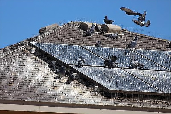 Pigeon Removal Service Albuquerque